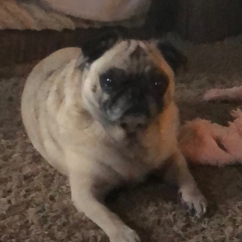 Meet your Posher, Deanna